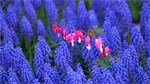 Fond d'cran gratuit de Fleurs - Jardins numro 60212